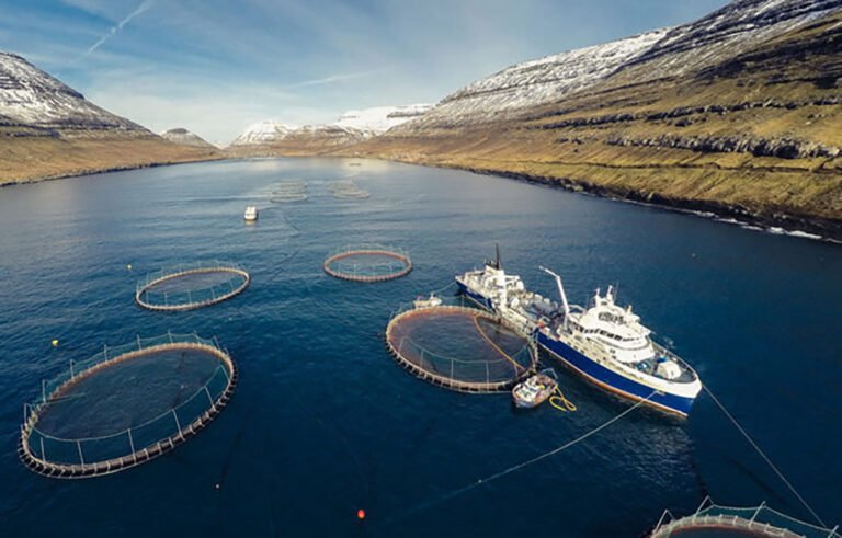 ‘Urgent investment’ in feed ingredient alternatives for salmon farming needed to avoid financial risk, says FAIRR