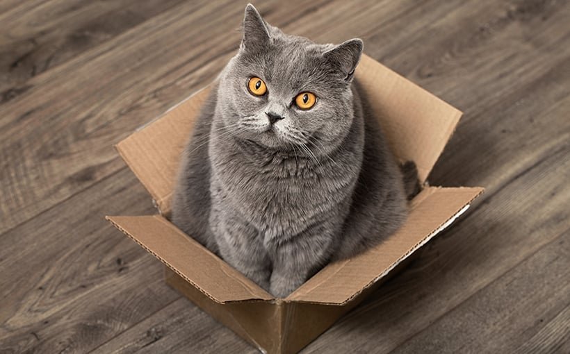 Pet Item Storage: An Oft-Overlooked Multifamily Amenity
