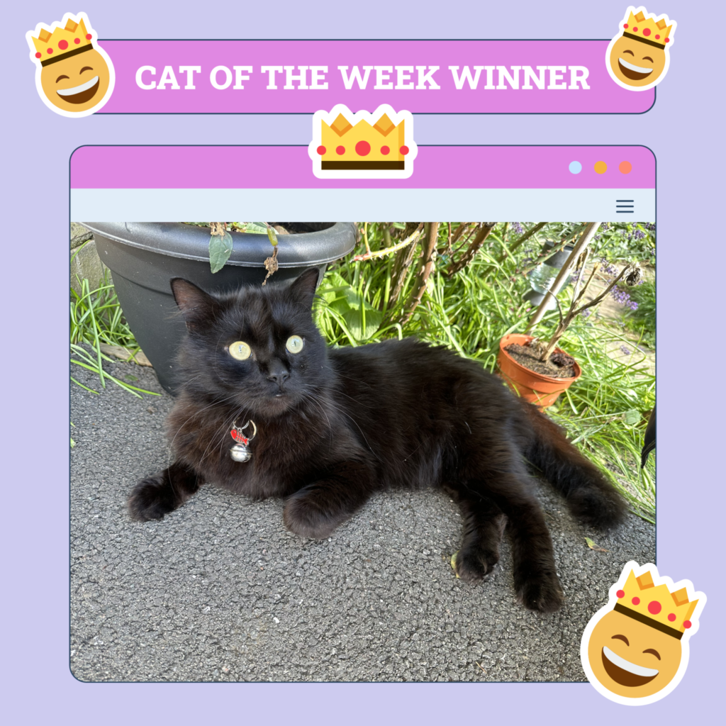 Catster Photo Contest: Cats of the Week Winners (May 1, 2025)