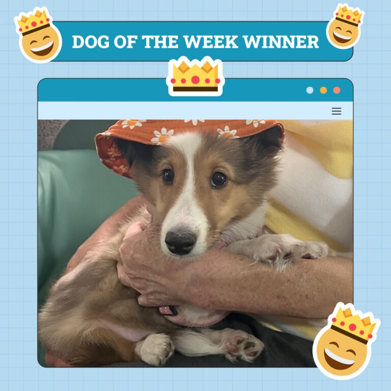 Dogster Photo Contest: Dogs of the Week Winners (May 1, 2025)