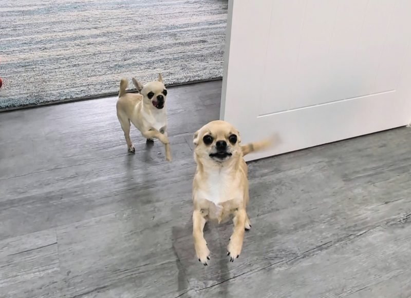 Doggy Mealtime Antics: Food Fights With Fred