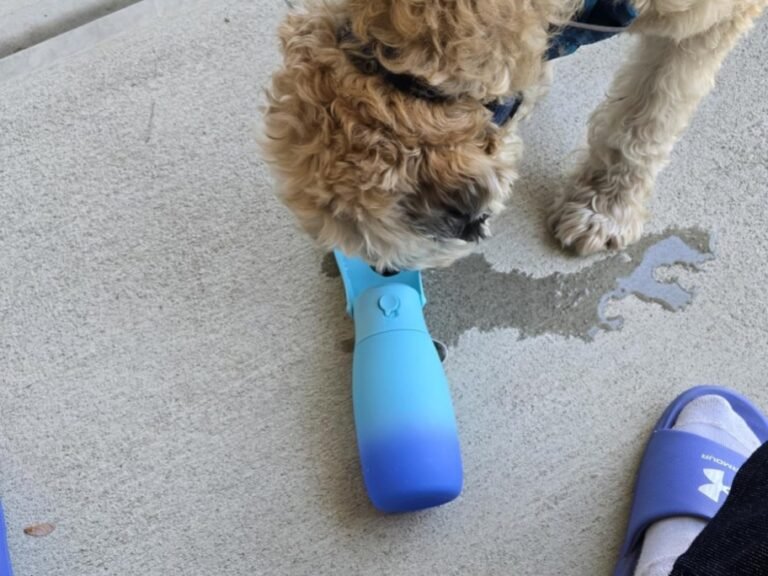 Dog Water Bottle Just $6 on Amazon (Reg. $20) | Perfect for Summer Outings