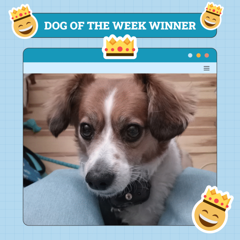 Dogster Photo Contest: Dogs of the Week Winners (May 08, 2025)