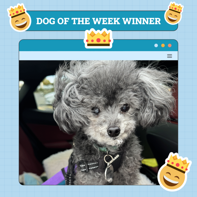 Dogster Photo Contest: Dogs of the Week Winners (May 15, 2025)