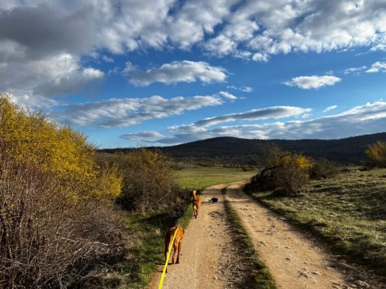 Dating with Dogs: A Recipe For Disaster