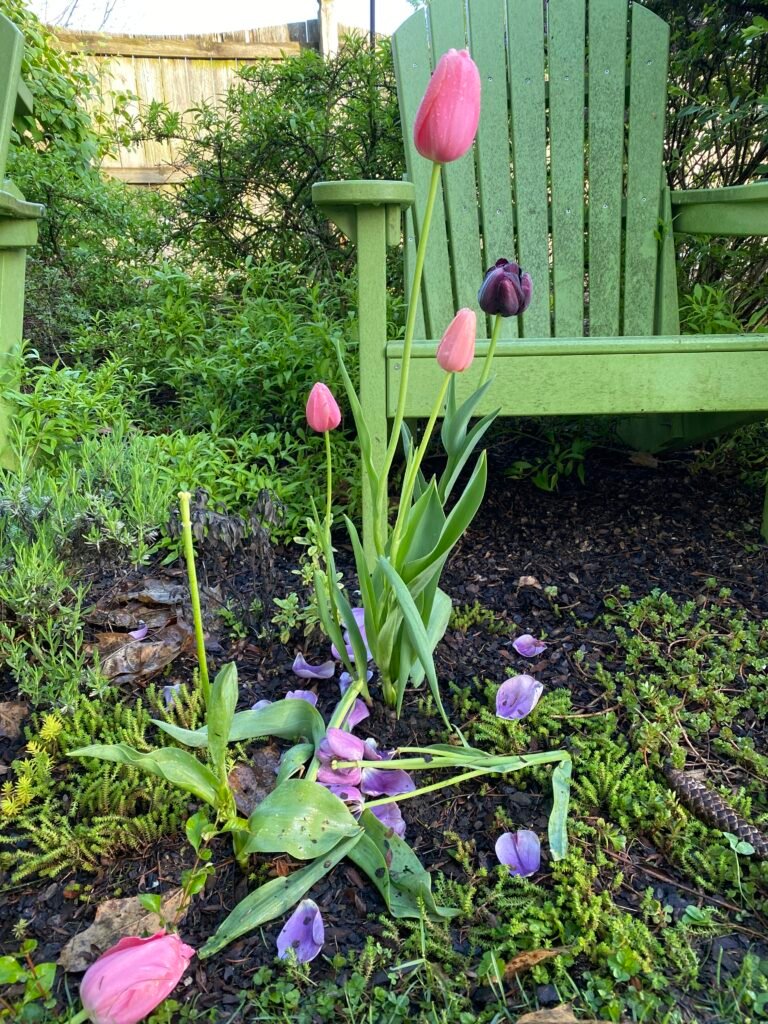 #GardenGloggersGhallenge – Post 1