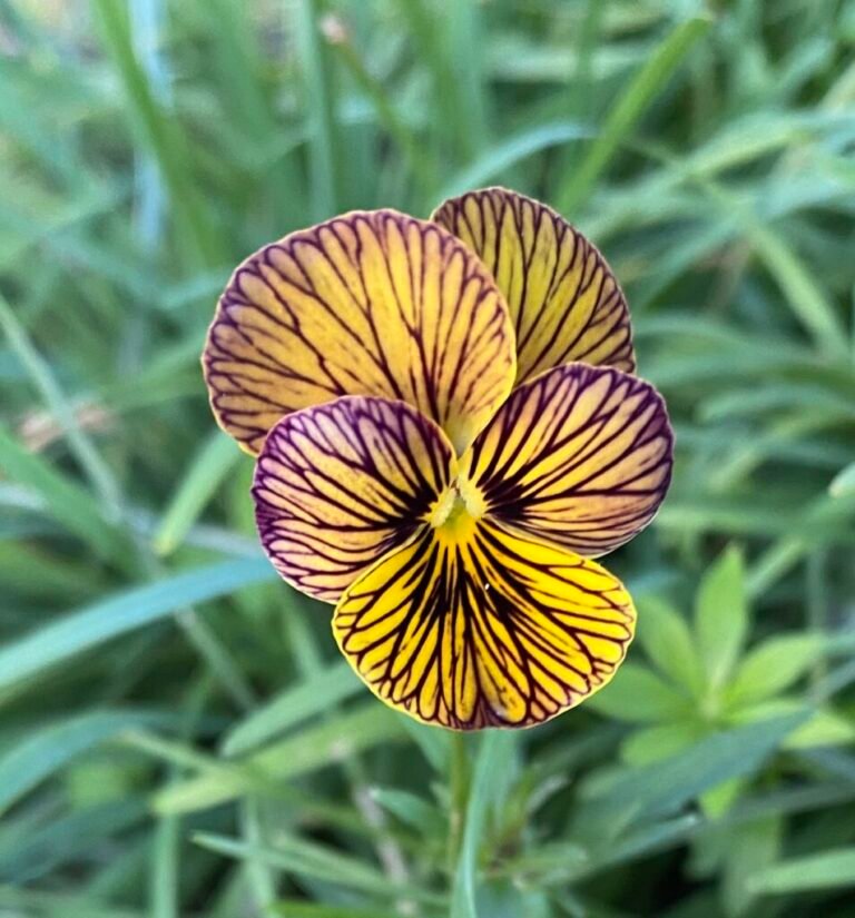 The Garden Bloggers Challenge, continued!