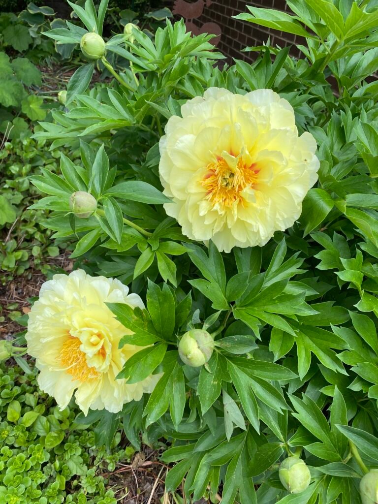 Garden Bloggers’ Bloom Day – May 2025