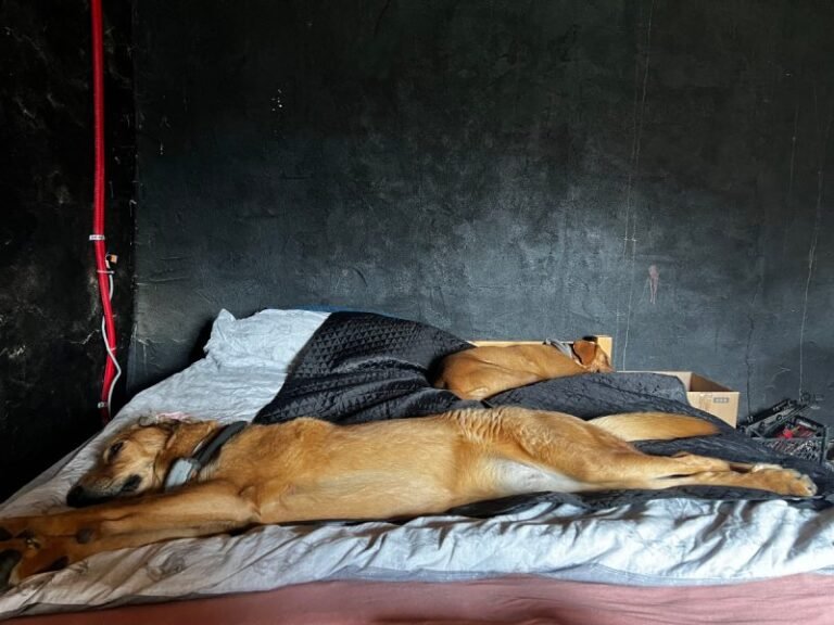 Rearranging My House (and Life!) Around My Dogs: From Gardening to Dating