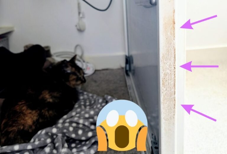 That’s Disgusting! My Cats’ Dirty Little Secret