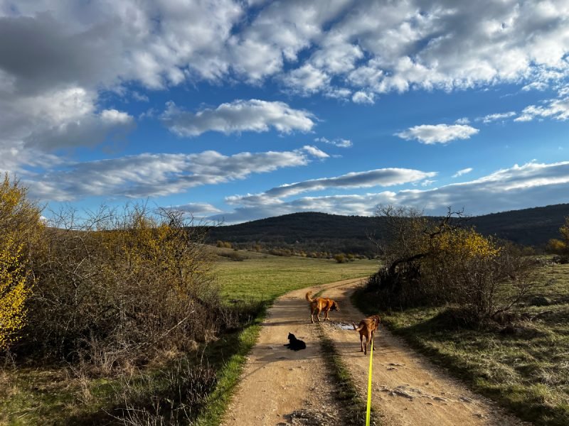 Walking Three Dogs on Leash: A Tale of Tangles