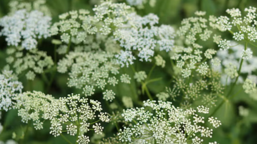 This 'highly toxic' plant is spreading around US: Here's how to get rid of it