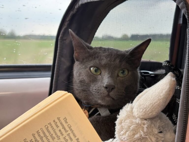 Bringing My Cat on a Romantic Weekend Away: Raphael Goes to York