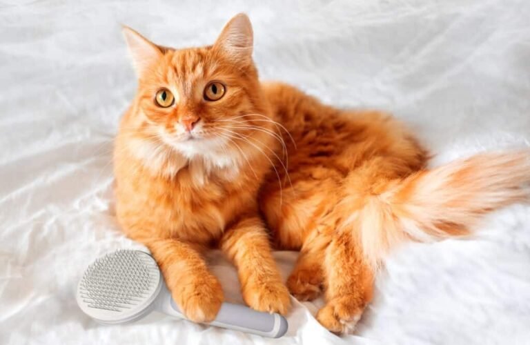 11 Best Cat Brushes in 2025 – Reviews & Top Picks