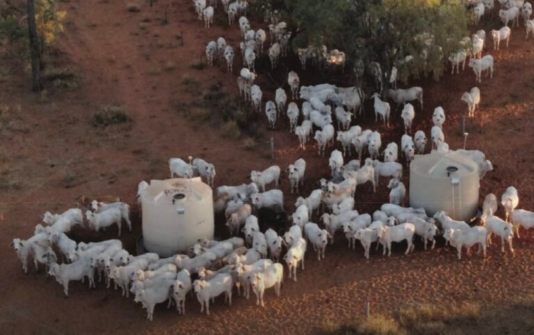 Asset manager SLM Partners highlights ‘critical’ revenue from carbon credits in new regen ag case study