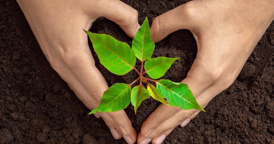 FREE Plantable Wildflower Seed Paper Heart