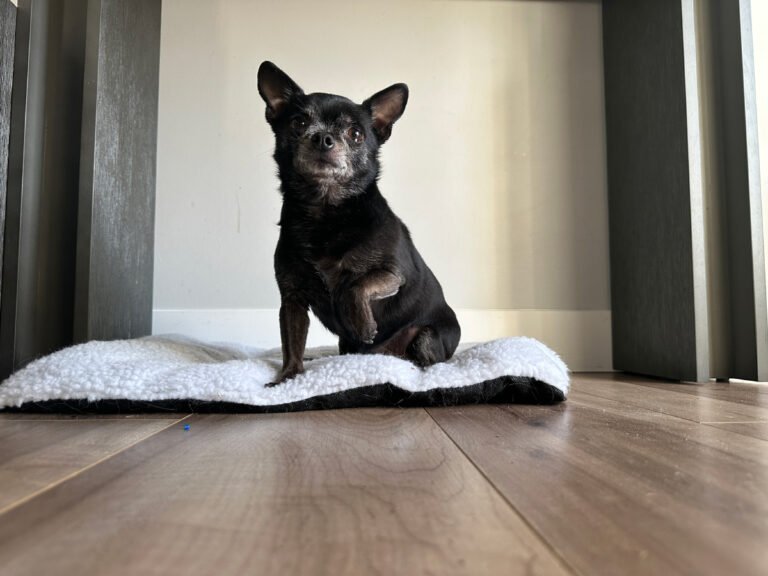 Ceiling Fans, Wind & Sudden Running: Things the Wednesday Dogs of Dogster Hate