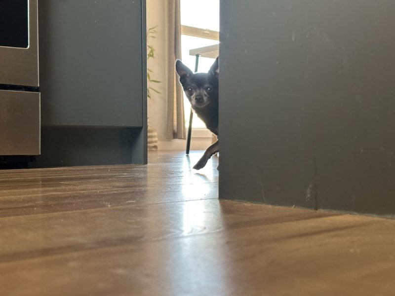 Tiny Leg Stampede: Subi the Snack Sentinel