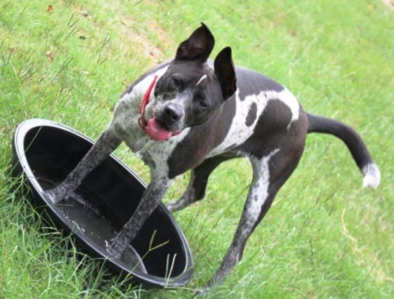 Urgent Appeal: Six Texas Dogs in Need of Furever Homes