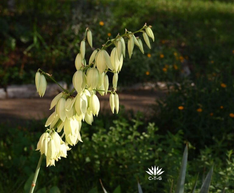 Petals for Pollinators: New Episode
