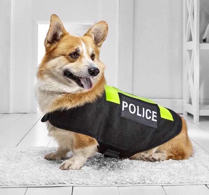 China’s Cutest (Corgi) Police Officer: Back in Hot Water!