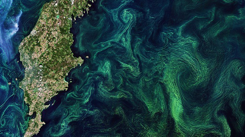 Could Bubbling Oxygen Revitalize Dying Coastal Seas?