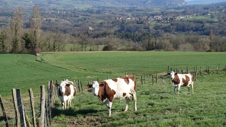 Cheese in the Time of Industrial Farming and Climate Change