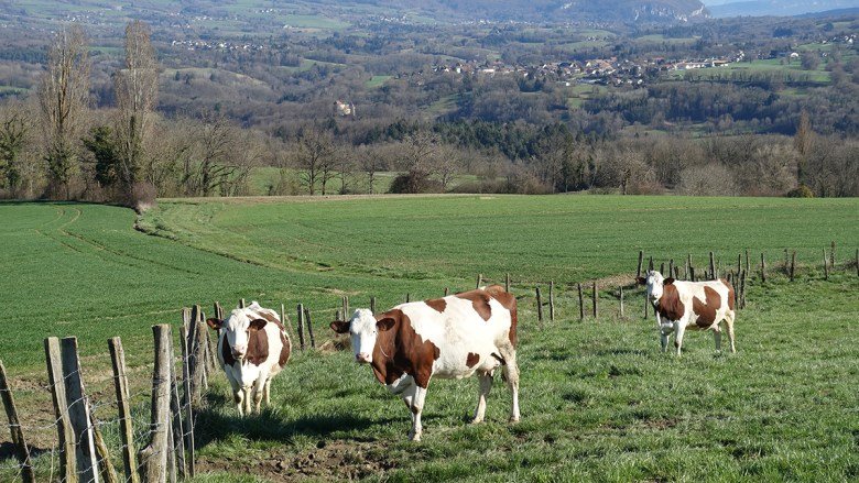 Cheese in the Time of Industrial Farming and Climate Change