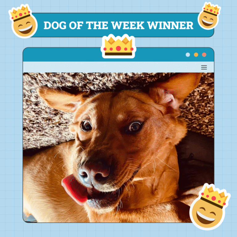 Dogster Photo Contest: Dogs of the Week Winners (May 22, 2025)