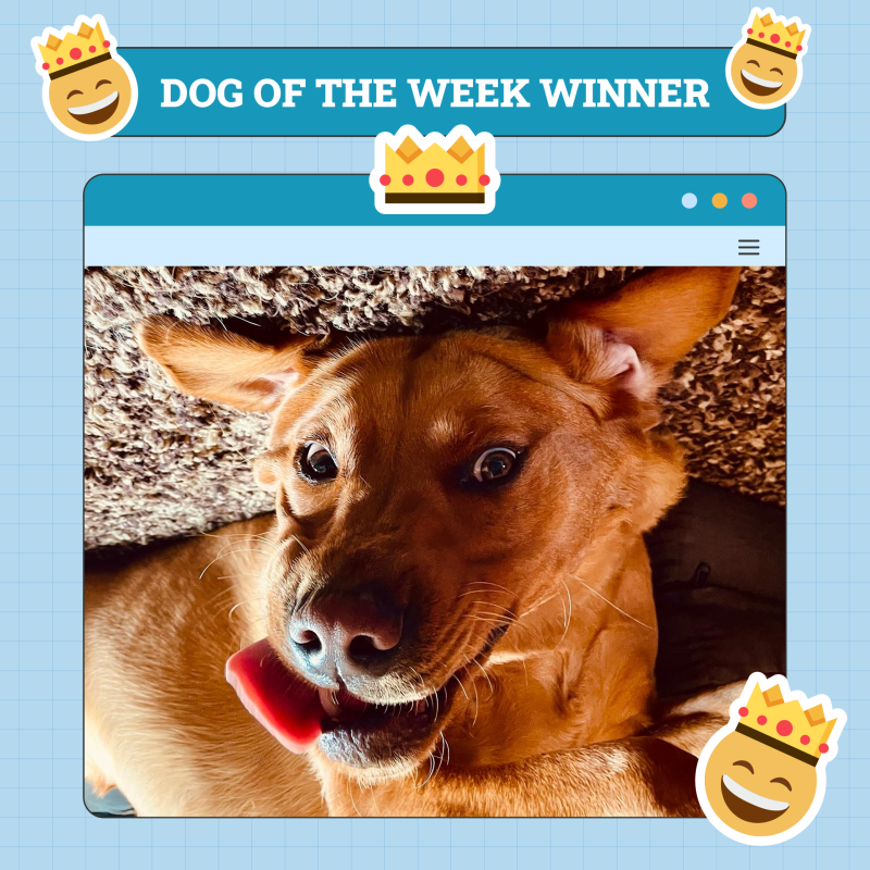 Dogster Photo Contest: Dogs of the Week Winners (May 22, 2025)