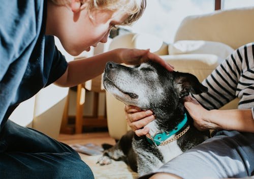 Can Acupuncture Help Your Pet? Vets Say Yes — Here's What To Expect
