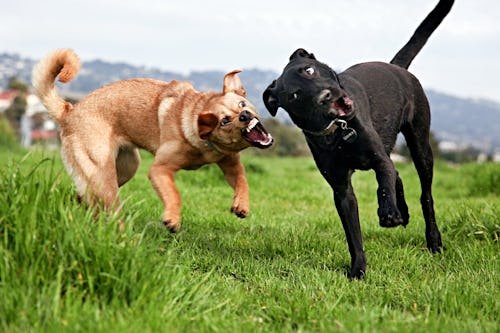 Why Is My Dog Attacking My Other Dog All Of A Sudden? Experts Weigh In