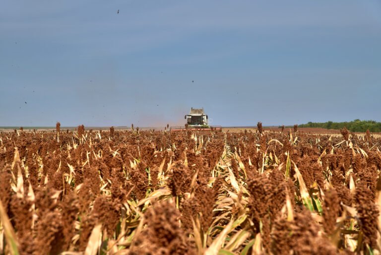 How Farmers Edge and National Sorghum Producers are removing friction from sustainability reporting