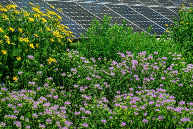 CleanCapital COO on how agrovoltaics ‘strengthens both agriculture and energy infrastructure’