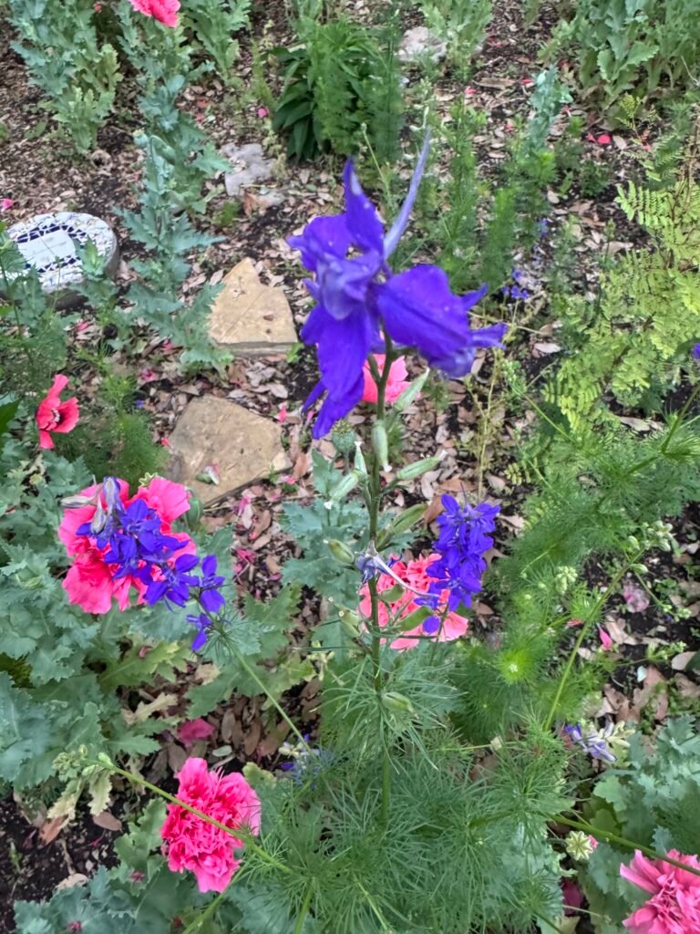 LARKSPUR A BEAUTIFUL LIVING LINK TO THE PAST——AND TO THE FUTURE