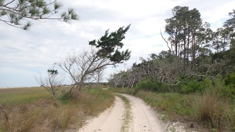 Flood Prediction Could Boost Road Resilience off Georgia’s Coast