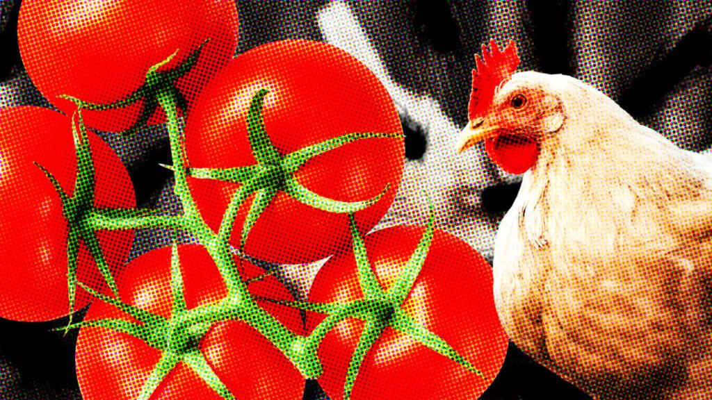 CDC announces Salmonella poultry outbreak as FDA issues Salmonella tomato recalls