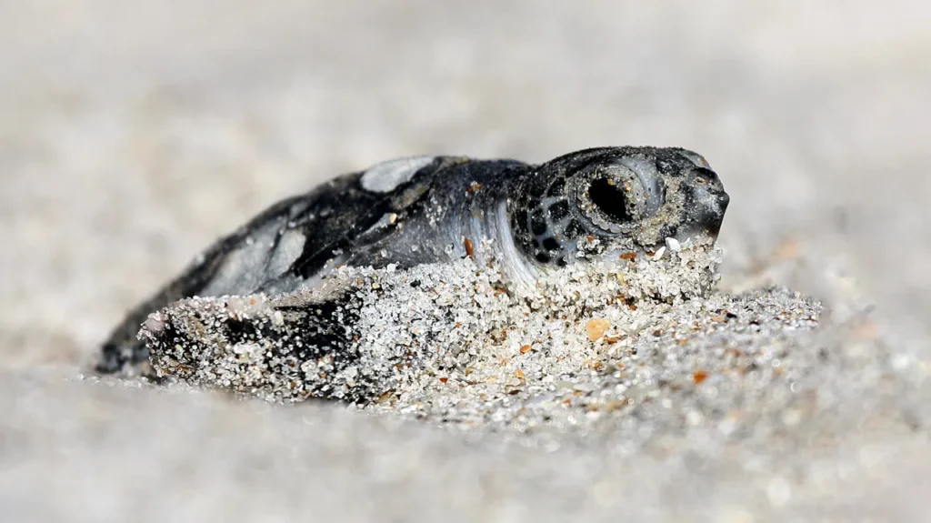 Why changing the Endangered Species Act’s definition of ‘harm’ would undo key protections
