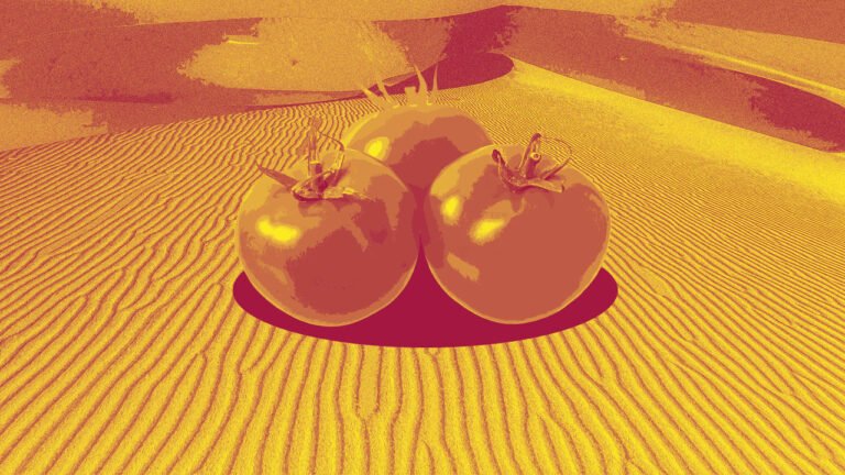 This vertical farming startup is bringing fresh produce—and international competitors—to the Dubai desert