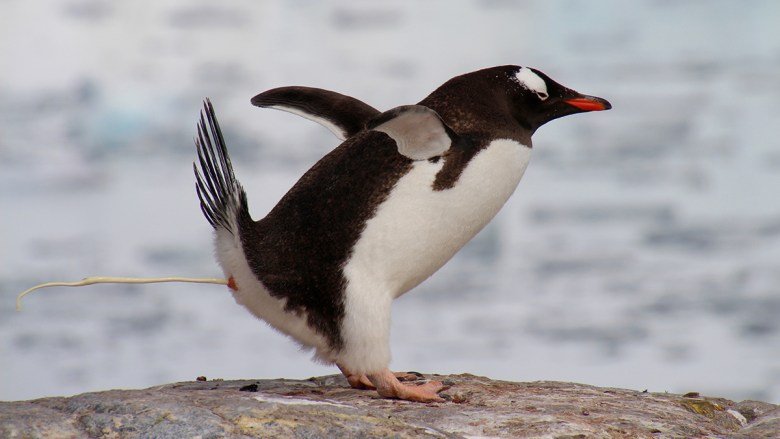 Pungent Penguin Poop Produces Polar Cloud Particles
