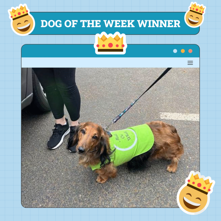 Dogster Photo Contest: Dogs of the Week Winners (May 29, 2025)