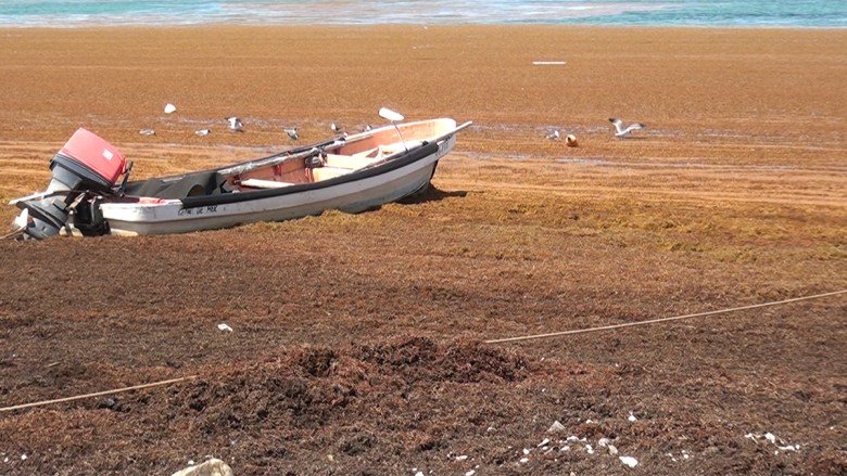 Have We Finally Found the Source of the “Sargassum Surge”?