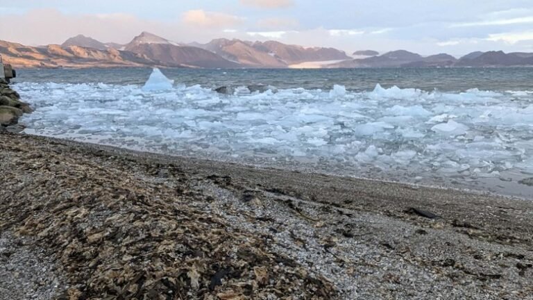 Seaweed Surges May Alter Arctic Fjord Carbon Dynamics