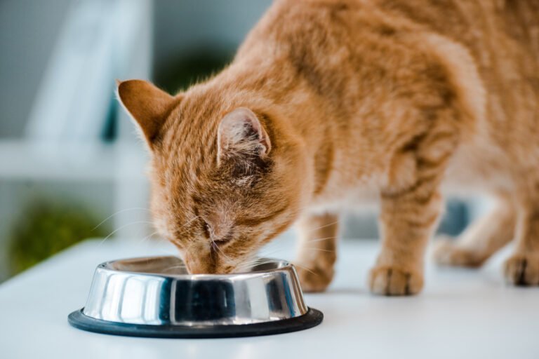10 Best Raw Cat Foods in 2025 – Reviews & Top Picks