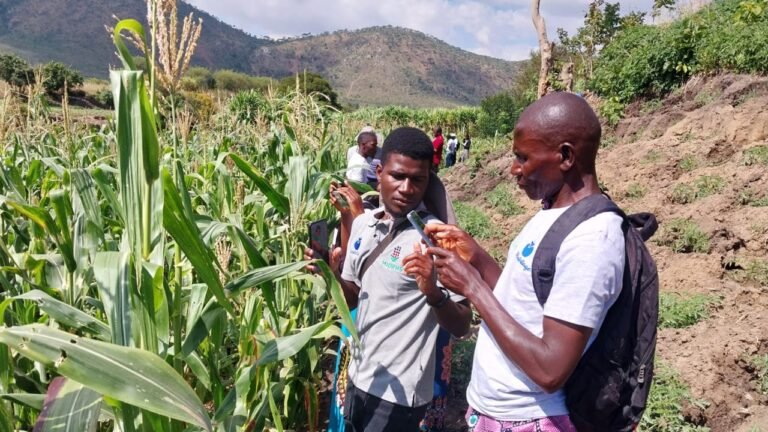 How AI is reshaping the fields of African farmers
