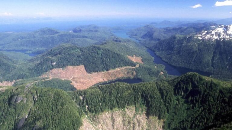 Trump administration to remove protections on 59 million acres of National Forest lands