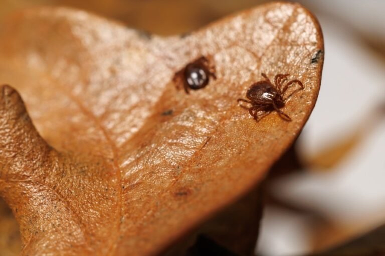 Invasive tick that can be deadly for cattle causing concerns among researchers