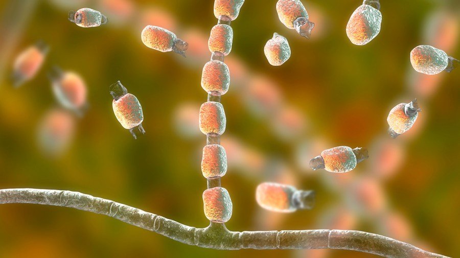 California scientists sound alarm on role of pesticides in raising resistance to antifungal drugs