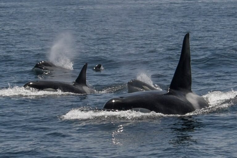 West Coast killer whale species spotted grooming each other with kelp