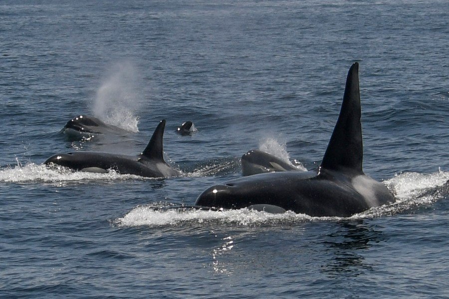 West Coast killer whale species spotted grooming each other with kelp